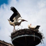 Ninhos nas chaminés: como resolver este problema com animais sem infringir a lei