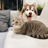 OE2020: donos de animais de estimação têm de pagar duas taxas