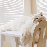 Truques para criar zonas de conforto em casa para os animais de estimação