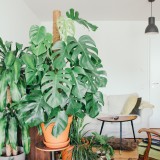 Plantas de interior: as melhores espécies para ter em casa (resistentes e muito fáceis de cuidar)