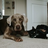 Animais de estimação nas férias: portugueses gastam mais de meio milhão em alojamentos