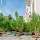 Ideias para o Natal: alugar uma árvore e decorá-la com enfeites solidários e sustentáveis