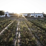 Craveiral FarmHouse no Alentejo será a “casa” de cinco artistas até ao final do mês