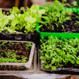 Como criar uma horta em casa: o que plantar e onde para ter produtos saborosos à mesa