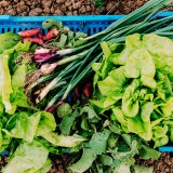 O campo invade a cidade: hortas urbanas fazem sucesso e já valorizam os imóveis