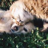 Cães e gatos felizes em casa: dicas para os amigos de quatro patas viverem melhor na pandemia