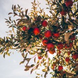 Lisboa vai ter um novo pomar, miradouro e um parque hortícola na zona de Monsanto