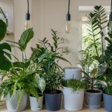 Como cuidar das plantas da casa na primavera