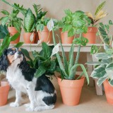 Plantas Pet-Friendly: as espécies mais indicadas para quem tem animais em casa