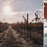 “O vinho, a enologia, é a alma do L’AND Vineyards"