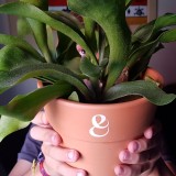 O poder das plantas nas crianças: os benefícios de contactar com a natureza ao ar livre ou em casa