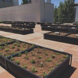 Assim é a maior horta urbana do país… no telhado da Escola de Negócios da Universidade do Porto