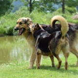 cães no parque