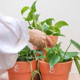 Dicas para cuidar das plantas no verão