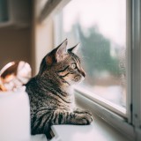 Como preparar a casa para ter um gato