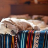 Como preparar os animais de estimação para o regresso (dos donos) ao escritório