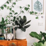 Decorar a casa com plantas