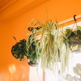 6 plantas perfeitas para ter no quarto e melhorar o sono