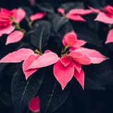 Plantas de Natal para ter em casa já a partir de novembro  