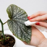 Limpar plantas naturais