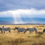 África Safari Park vai nascer em Almodôvar
