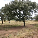 Herdade dos Machados regressa às mãos de antigos proprietários