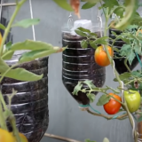 plantar tomates
