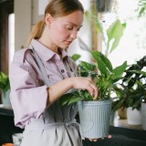 dicas para parar de matar plantas