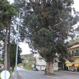 Produção de eucaliptos em Portugal ajuda a reduzir riscos de incêndios