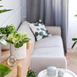 cuidar das plantas no verão