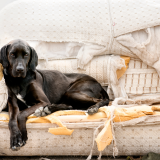 Proteger o sofá do cão