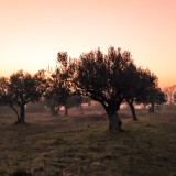 Herdade dos Machados
