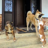 Regras para ter animais de estimação em casa