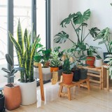 feng shui