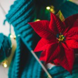 Flor de Natal: a flor da Páscoa que é estrela dos centros de mesa