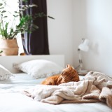 gato deitado na cama