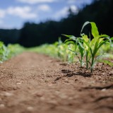 Empresas imobiliárias investem também no setor agrícola
