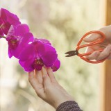 Como cuidar de orquídeas