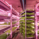 Agricultura vertical