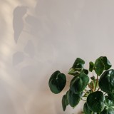 planta que filtra o ar