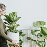 Sabias que existem plantas anti-mosquitos? Descobre as melhores opções