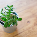 Planta de jade: a suculenta favorita do Feng Shui para atrair sorte