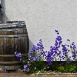 Barril de chuva: apontamento decorativo e sustentável para o jardim