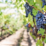 Discover new tastes on wine routes