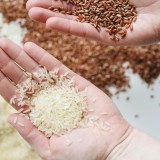 arroz
