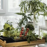 Jardim em casa