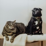 Ter cães e gatos em casa
