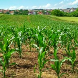 Investir em terrenos agrícolas 