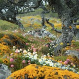 Plantas de fim de verão