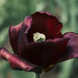 Rosa negra